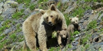 Туристическая тропа «К Ачипсинским водопадам» в Сочи была закрыта для туристов из-за активности на этом участке медведей.