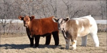 В американском штате Айова разводят на продажу пушистую безрогую породу крупного и очень милого рогатого скота.