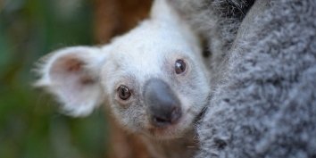 В зоопарке австралийского штата Квинсленд в текущем сезоне появилось 12 малышей-коал. Одна из родившихся самок имеет светлую окраску, но не является альбиносом.
