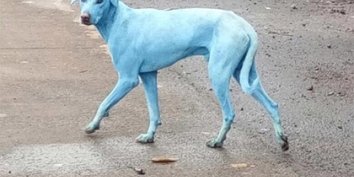 В результате действий промышленного предприятия шерсть местных собак приобрела голубой оттенок, что вызвало тревогу жителей города Мумбай.