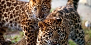 В Сочинском национальном парке в Центре восстановления леопарда на Кавказе прошла процедура установки чипов подросшим котятам переднеазиатского леопарда, родившихся в 2018 году.