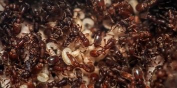 Ученые из Рокфеллеровского университета вывели муравьев, которые избегают своих сородичей.