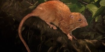 На Соломоновых островах нашли доказательство существования гигантской крысы, ранее известной только по неподтвержденным рассказам местных жителей.