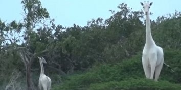 В Кении в объектив фотокамеры попали сразу два белых жирафа.