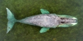 Застрявший на острове в Охотском море кит смог самостоятельно выбраться в море. Ранее сообщалось, что фронтмен «Сансары» Александр Гагарин пытается спасти от смерти 13-метрового гренландского кита.